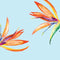 Birds of Paradise Summer Google Pixel 2 Skin